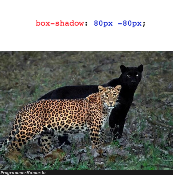 box-shadow | ProgrammerHumor.io