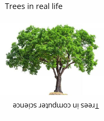 A tree is narrow at the top and wide at the bottom - Our professor. | trees-memes, ide-memes, bot-memes | ProgrammerHumor.io