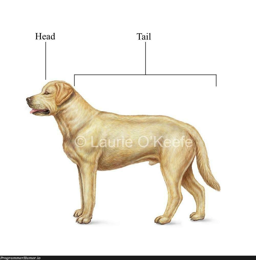 Dogs according to Haskell | haskell-memes | ProgrammerHumor.io