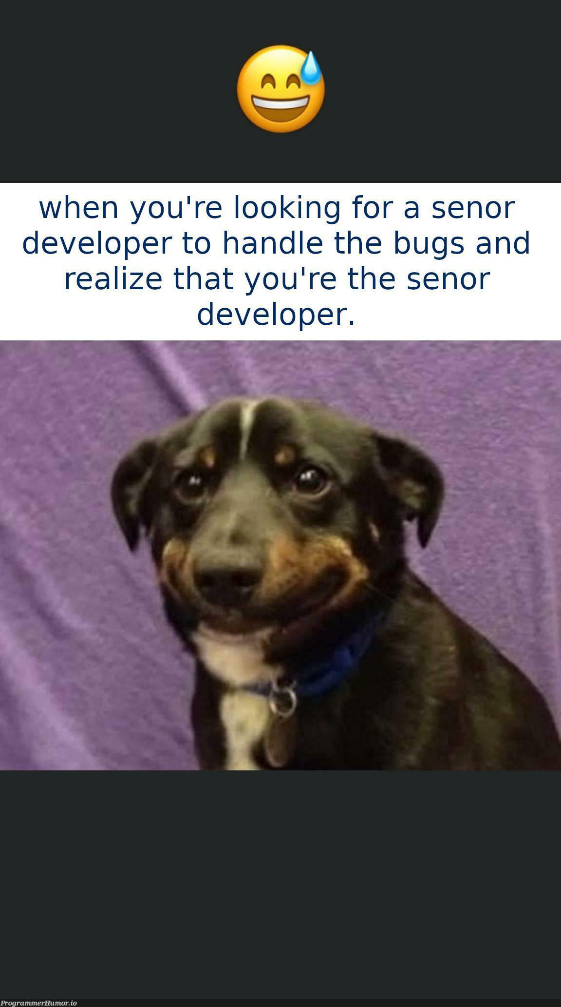 Senor Dev? | developer-memes, bugs-memes, bug-memes | ProgrammerHumor.io