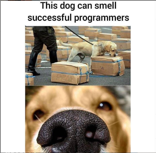 The dog | programmer-memes, program-memes | ProgrammerHumor.io