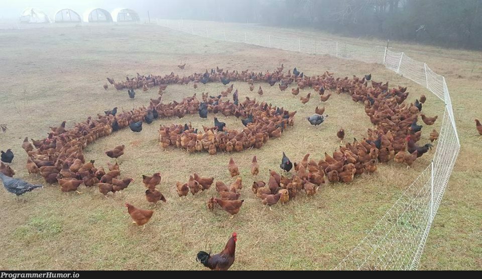 Apparently, chickens run debian. | ProgrammerHumor.io