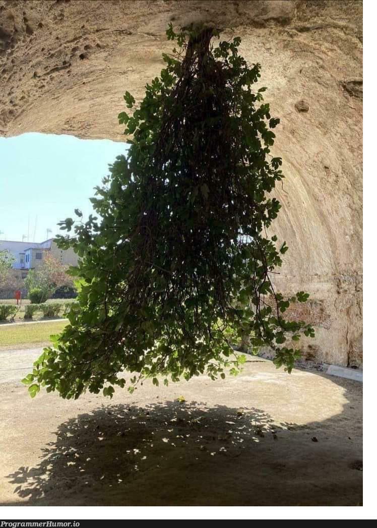 Finally, after years of search I found a real tree | search-memes | ProgrammerHumor.io