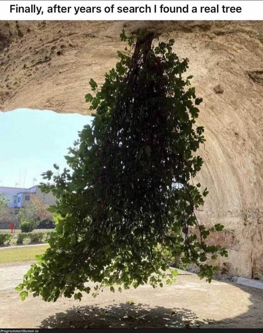 Found the real tree | search-memes | ProgrammerHumor.io