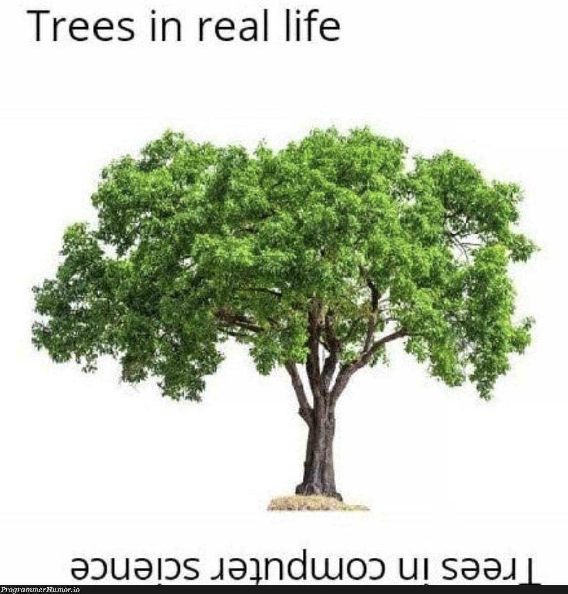 Branch | trees-memes | ProgrammerHumor.io