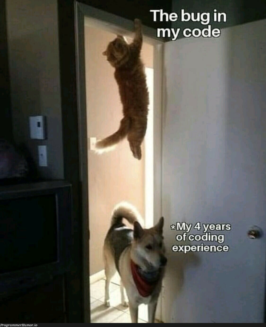 The accuracy of this tho🤣 | code-memes, bug-memes | ProgrammerHumor.io