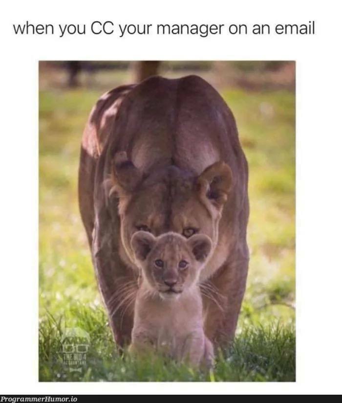 When you CC your manager on an email | email-memes, manager-memes | ProgrammerHumor.io