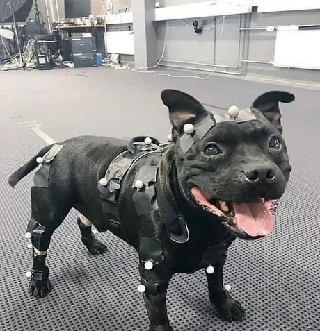 Meet the hardest working game developer in the industry. This Doggo is responsible for the motion capture used to model dogs in several different games. | developer-memes, try-memes | ProgrammerHumor.io