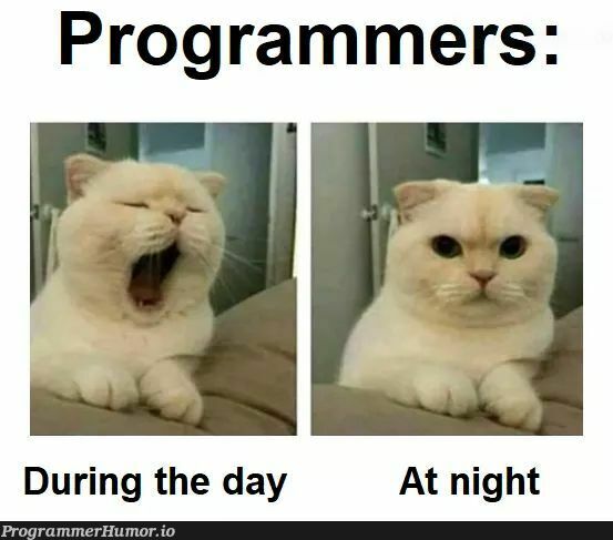 Developers Night Life | programmer-memes, developer-memes, program-memes | ProgrammerHumor.io