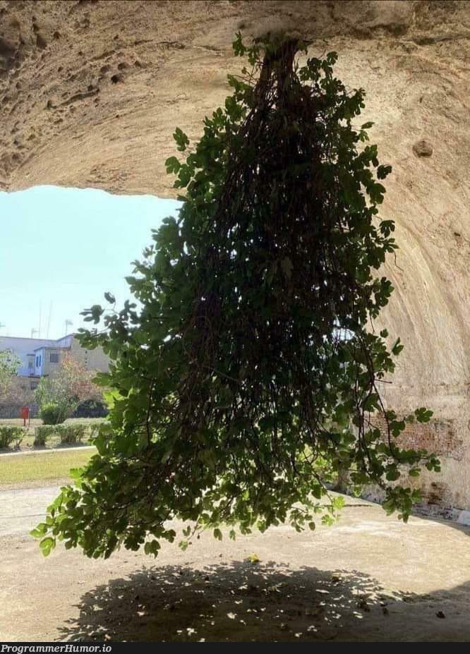 Finally, after years of search I found a real tree | search-memes | ProgrammerHumor.io