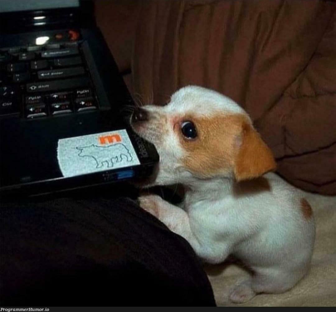 When you’re running low on space but your pup gives your computer a megabite | computer-memes, space-memes | ProgrammerHumor.io