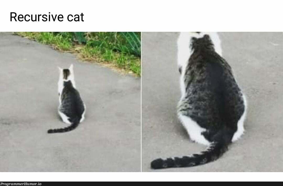 Incatption or catception | recursive-memes | ProgrammerHumor.io