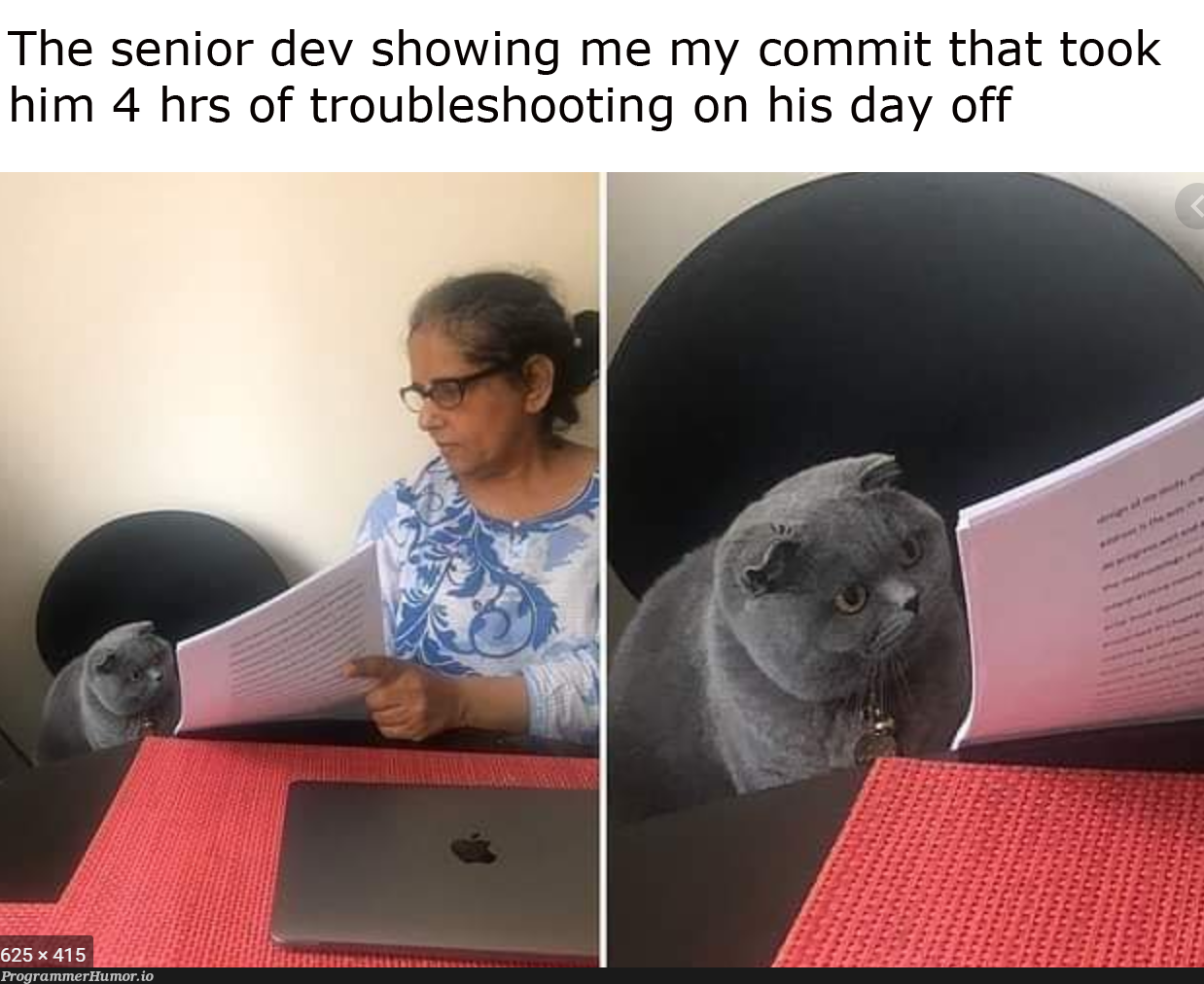 Right in the meow meow | ProgrammerHumor.io