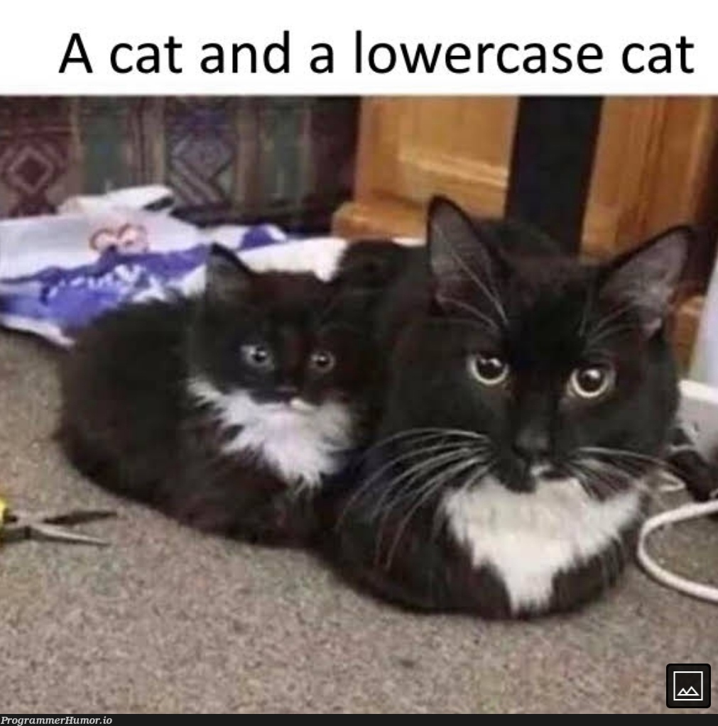 cat.toLowerCase() | ProgrammerHumor.io