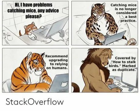 catching mice | stackoverflow-memes, stack-memes, catch-memes, overflow-memes | ProgrammerHumor.io