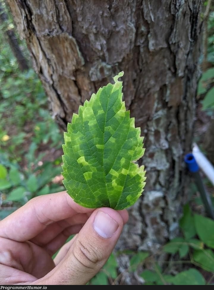 Mother Nature committed quite a few times on this branch | ProgrammerHumor.io