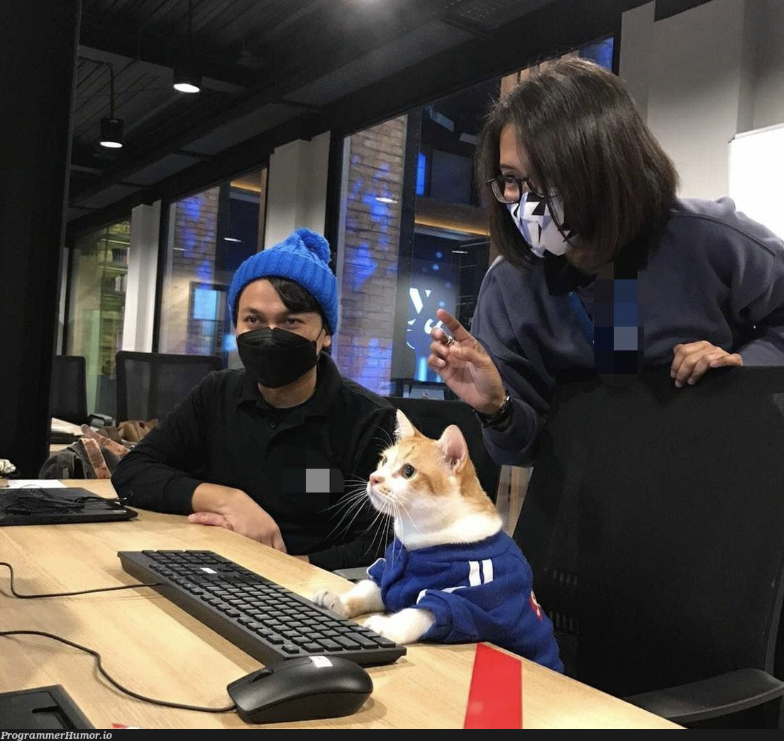 Our new team lead showing us how it's done. He is an outstanding Purrgrammer | ProgrammerHumor.io