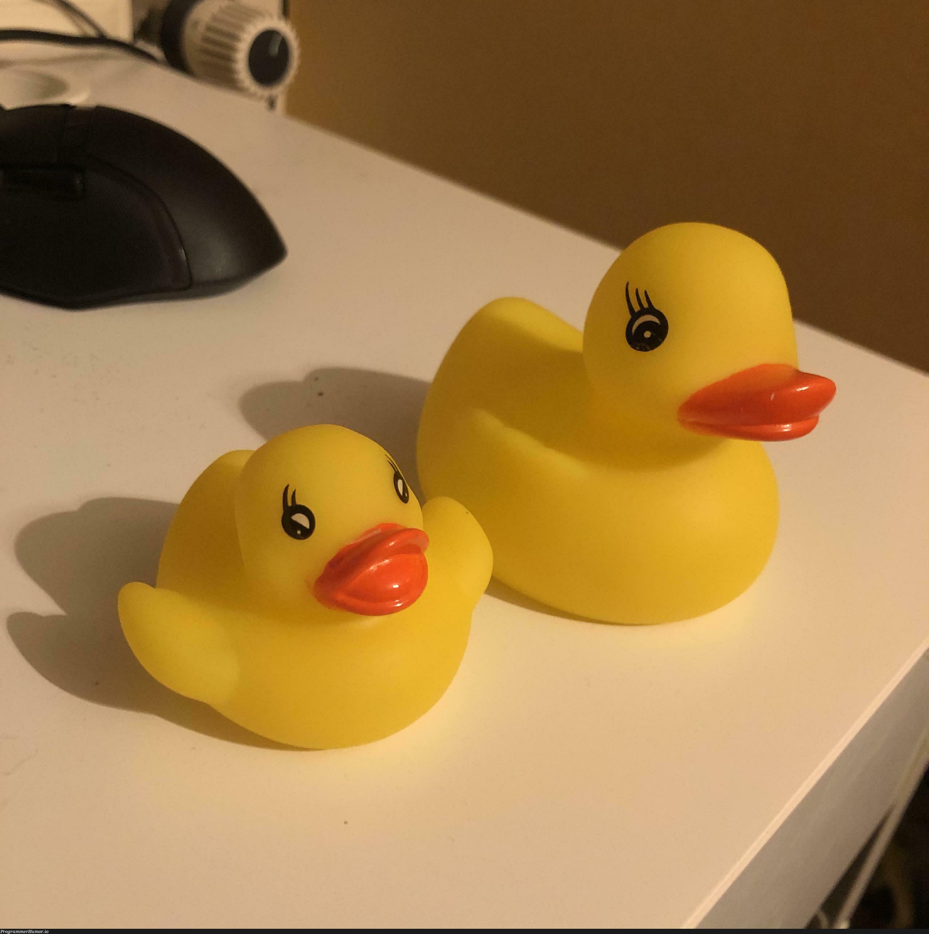 I’ve got myself 2 rubber ducks. Name them as you wish and I’m gonna take the most liked one for them. | ProgrammerHumor.io