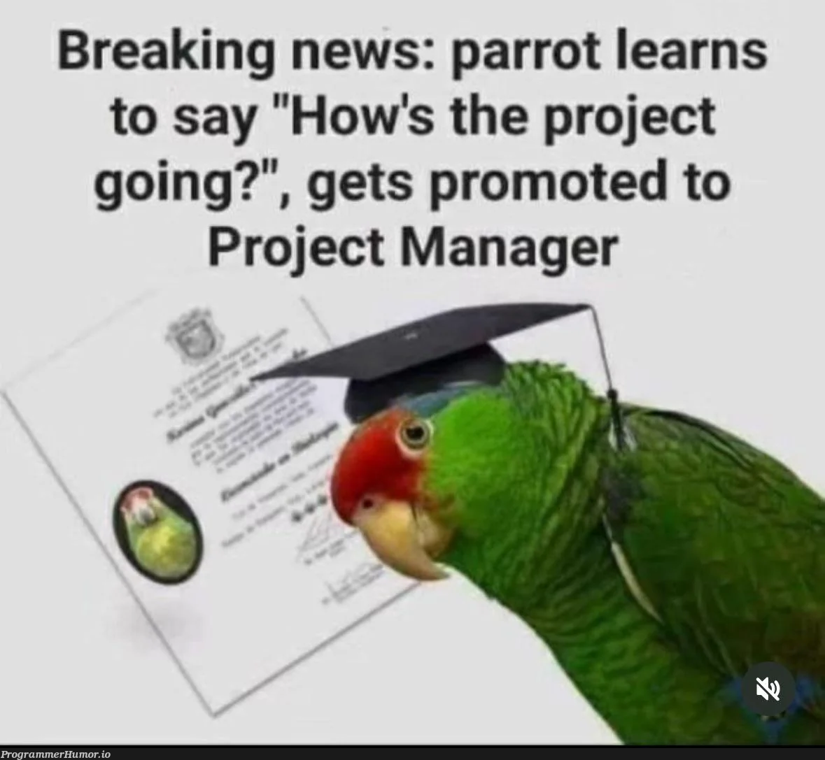 breakingNews | manager-memes | ProgrammerHumor.io