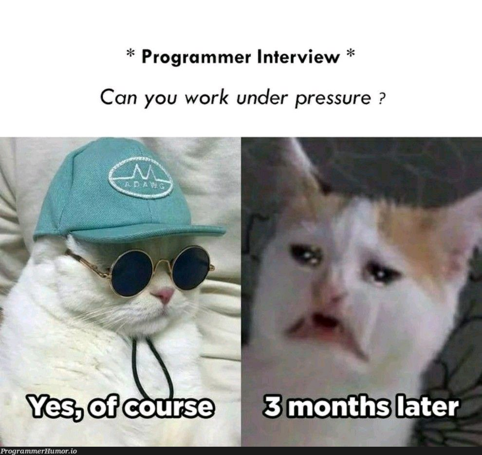 adaptabilityIsMySpecificTrait | programmer-memes, program-memes, interview-memes | ProgrammerHumor.io