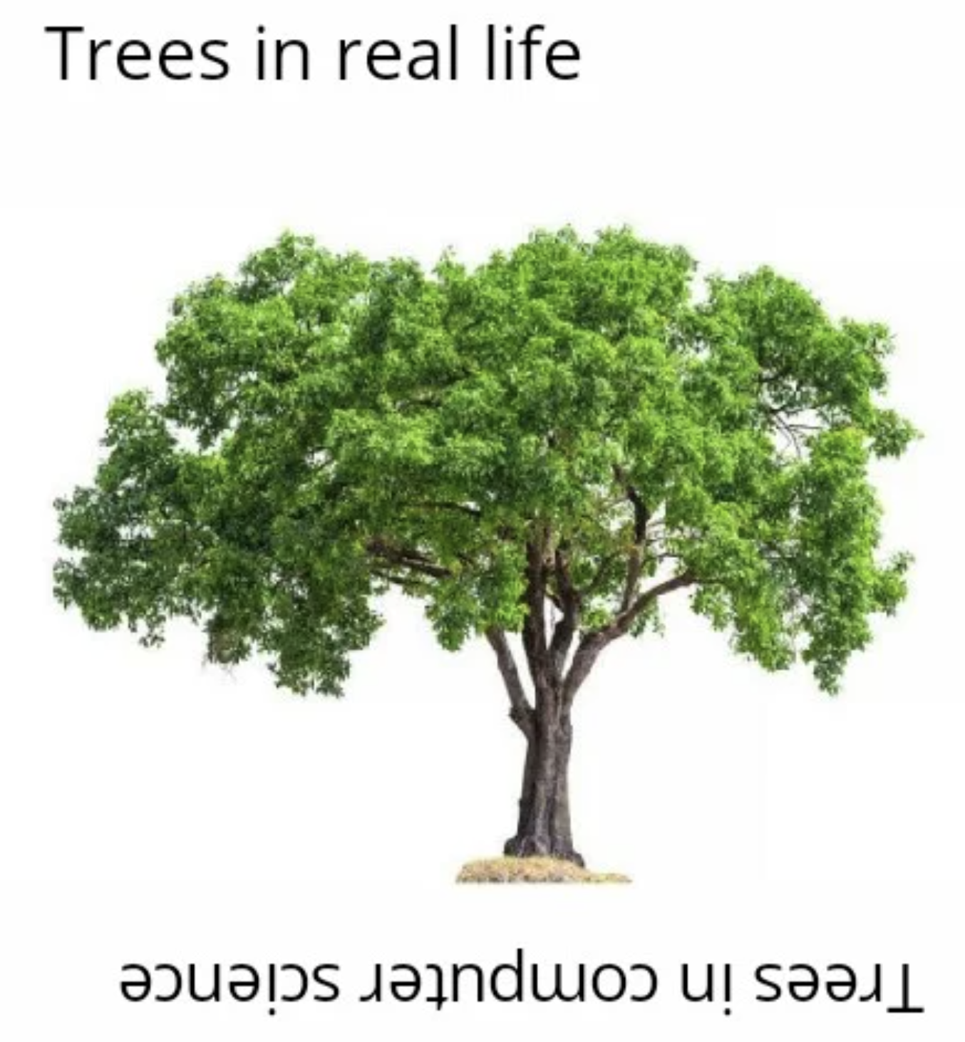 realityVsLogic | trees-memes | ProgrammerHumor.io