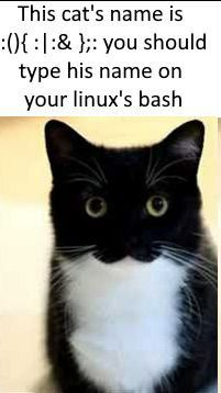 bigBoobs | linux-memes, ux-memes, bash-memes | ProgrammerHumor.io