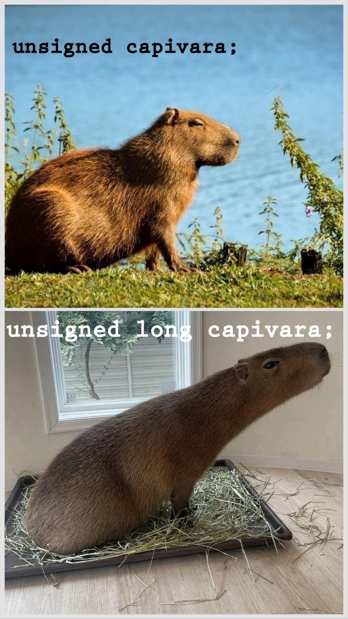 C For Capybara Enthusiastics