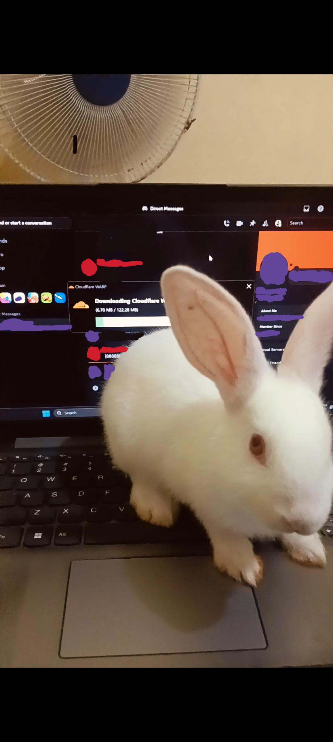 My Rabbit Accidentally Installed A Cloudflare Update