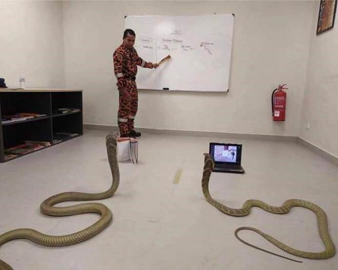 I Was Told That Pythons Are Easy To Learn
