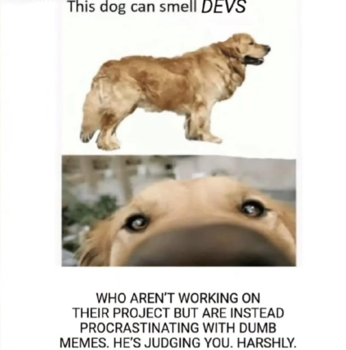 The Procrastination Detection Dog