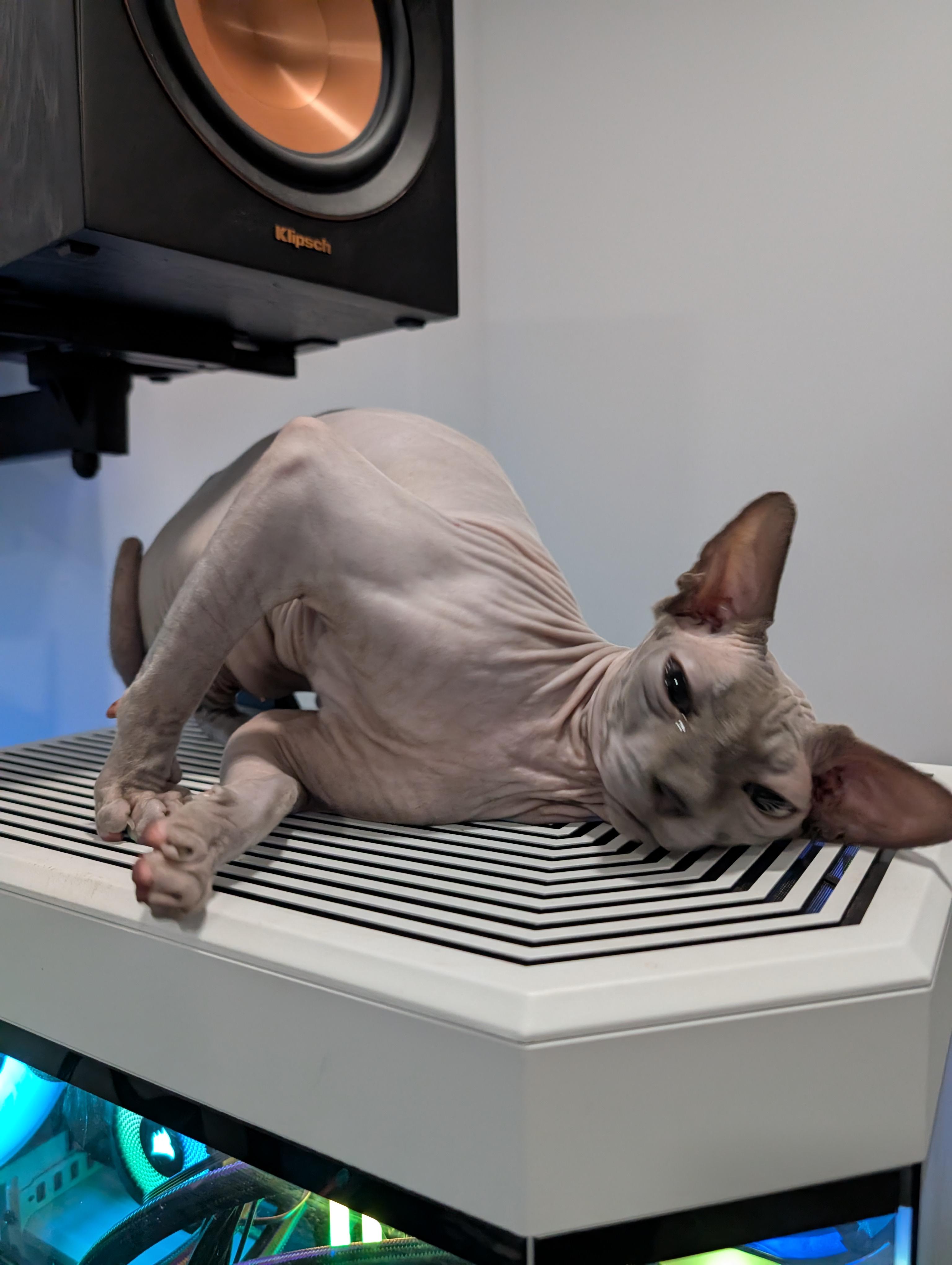 Well, At Least I Don't Have To Worry About Fur