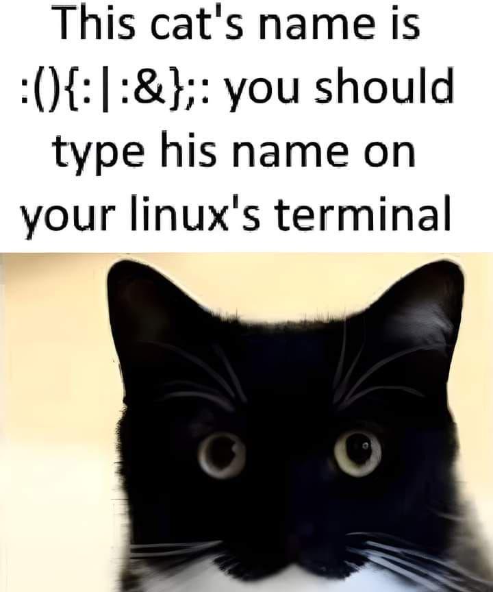 The Cat's Diabolical Command Injection