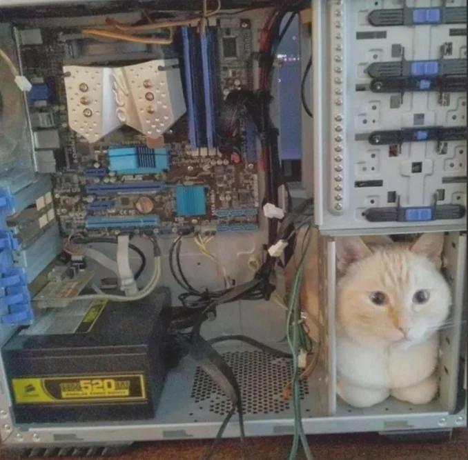 The Purr-fect Hardware Bug