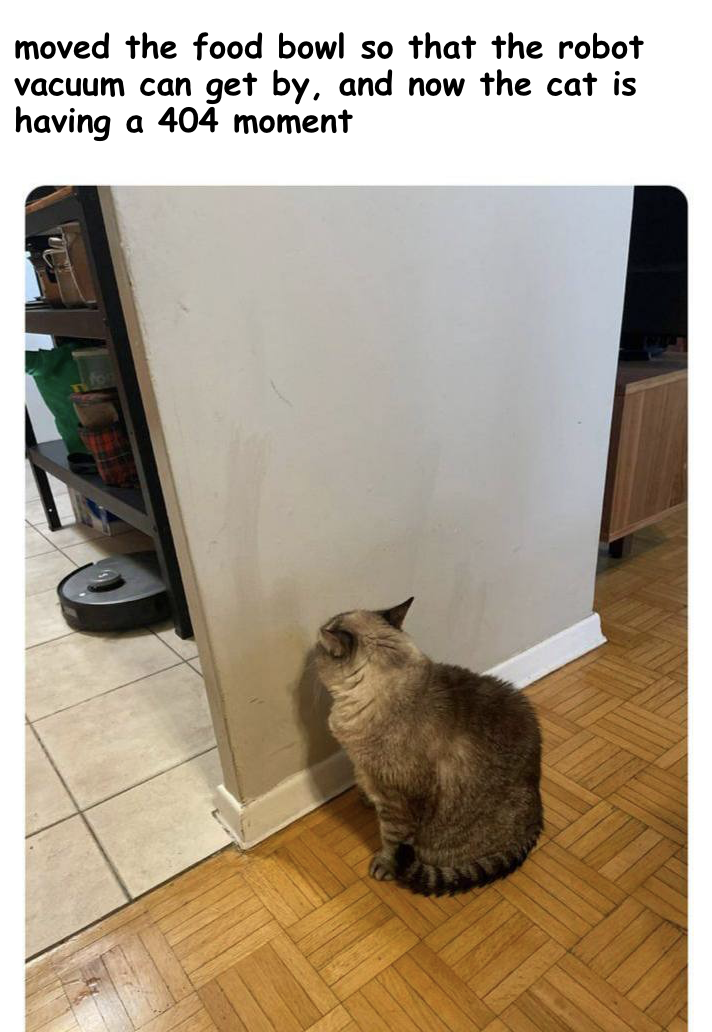A Cat Having A 404 Moment