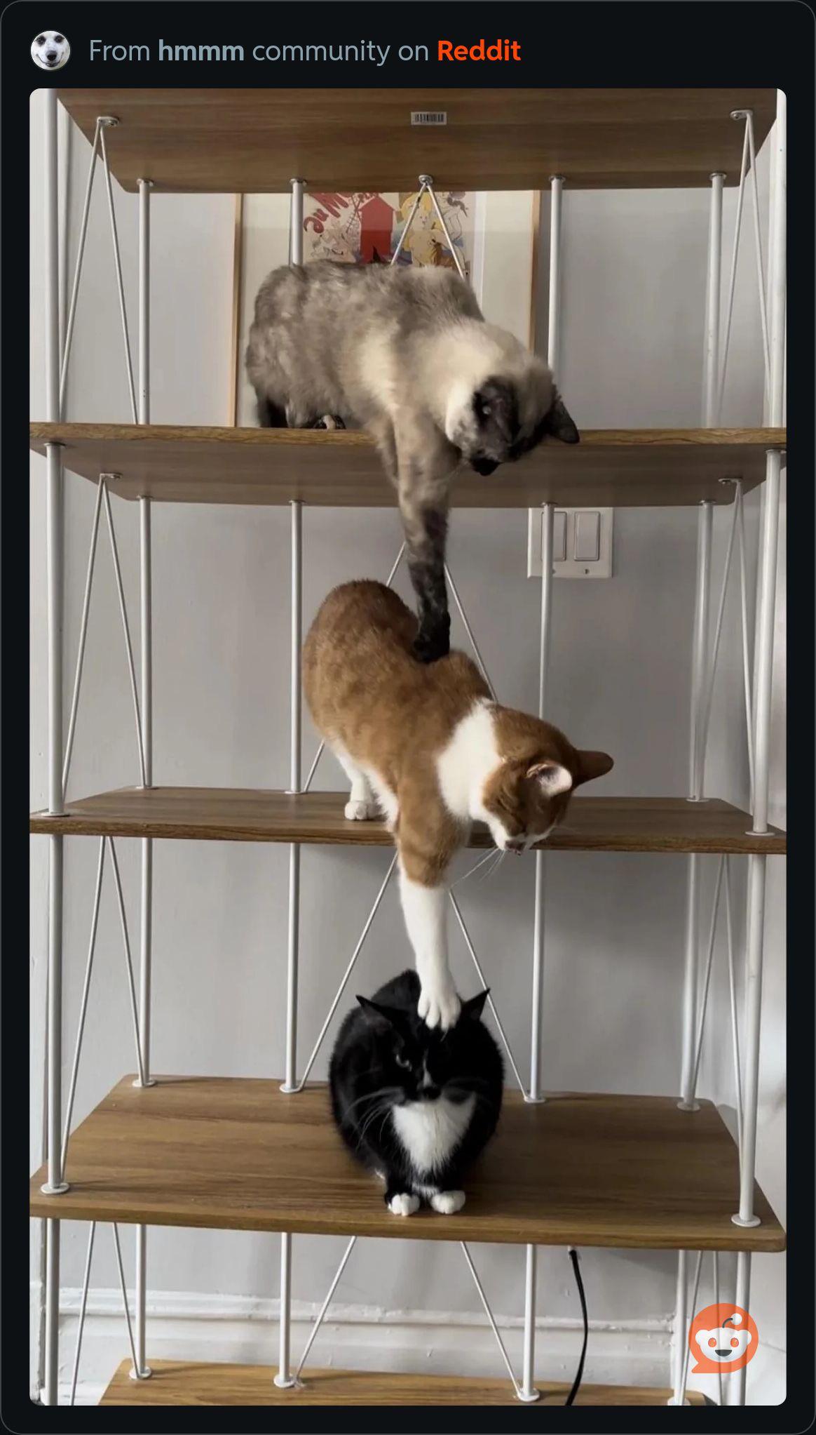 Purr-fectly Linked List Implementation