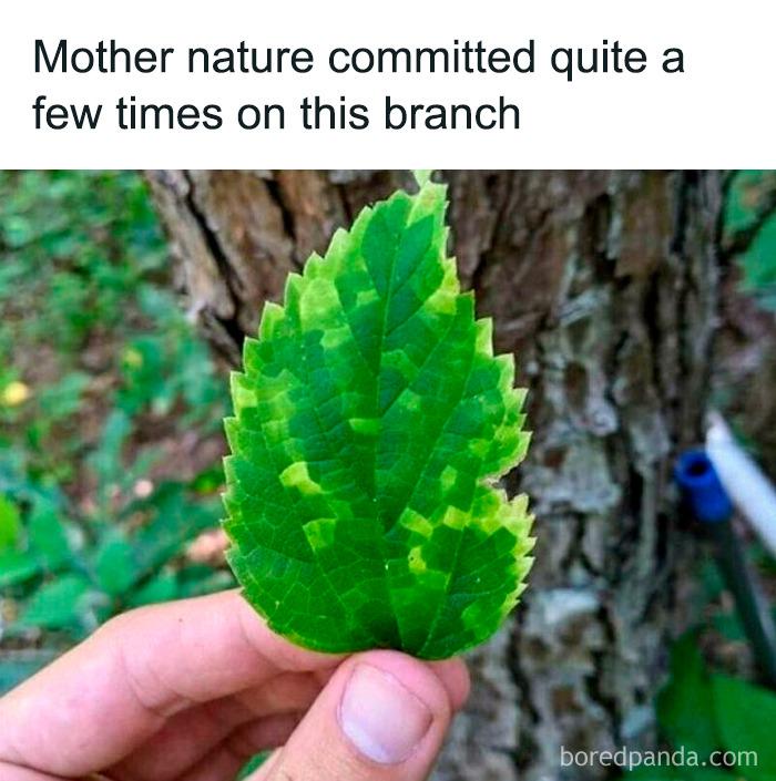 Mother Nature's Version Control