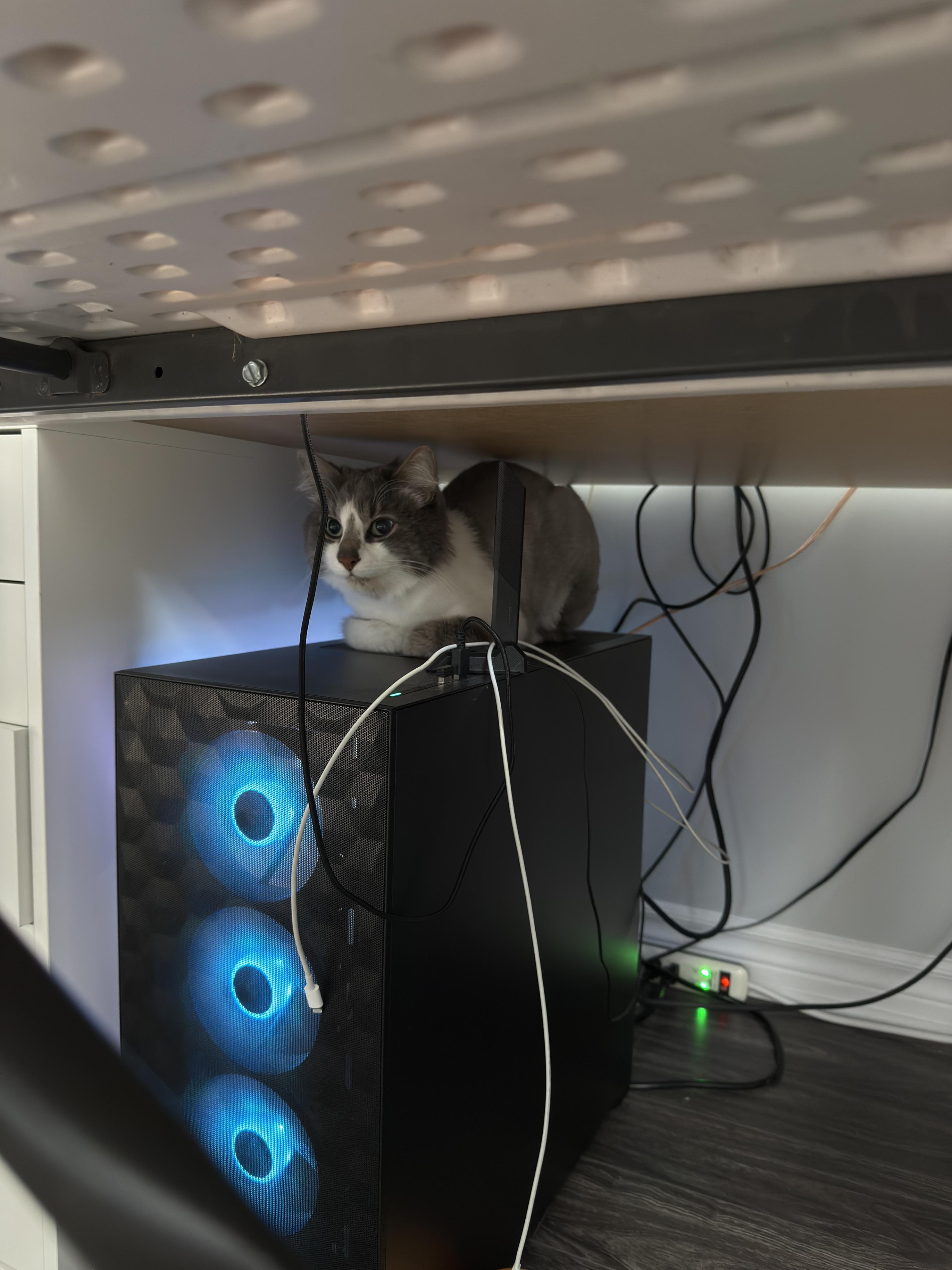 Thoughts On My Pc? Ignore The Cat.