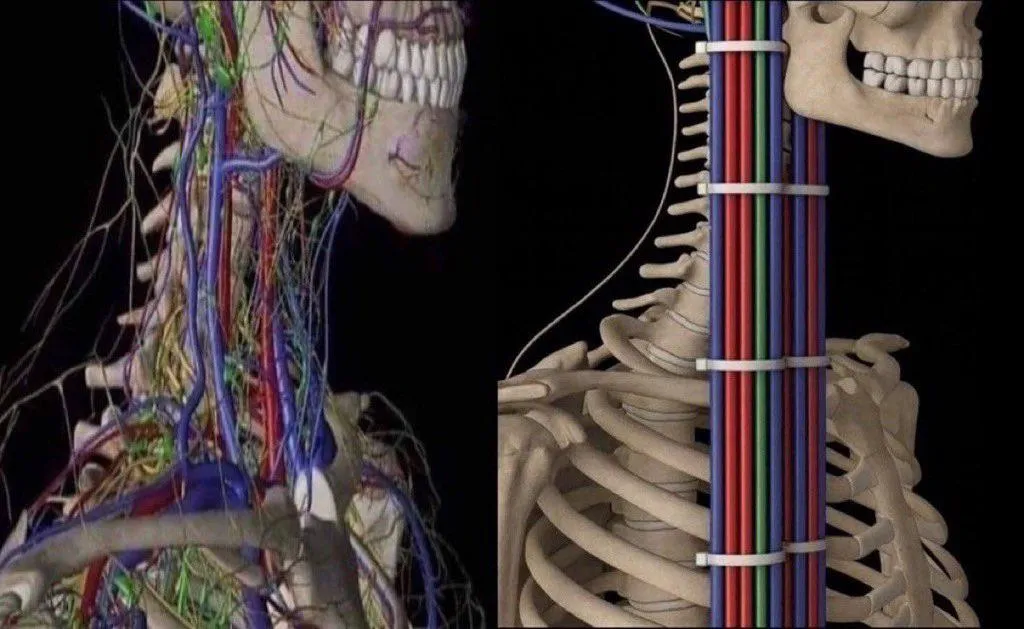 The Human Circulatory System, Before And After Proper Cable Management