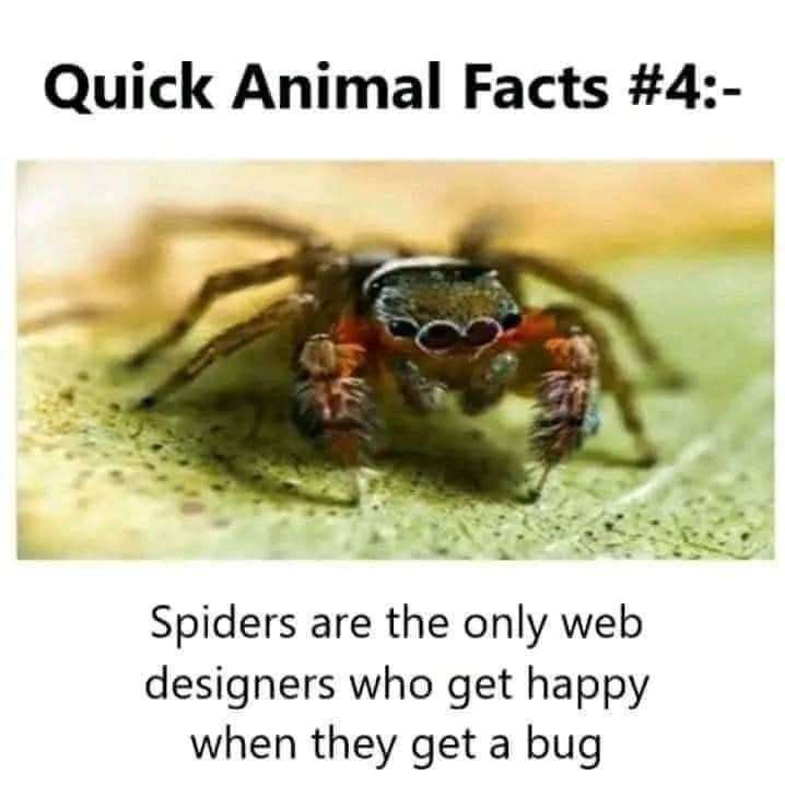 Friendly Neighborhood Web Designer