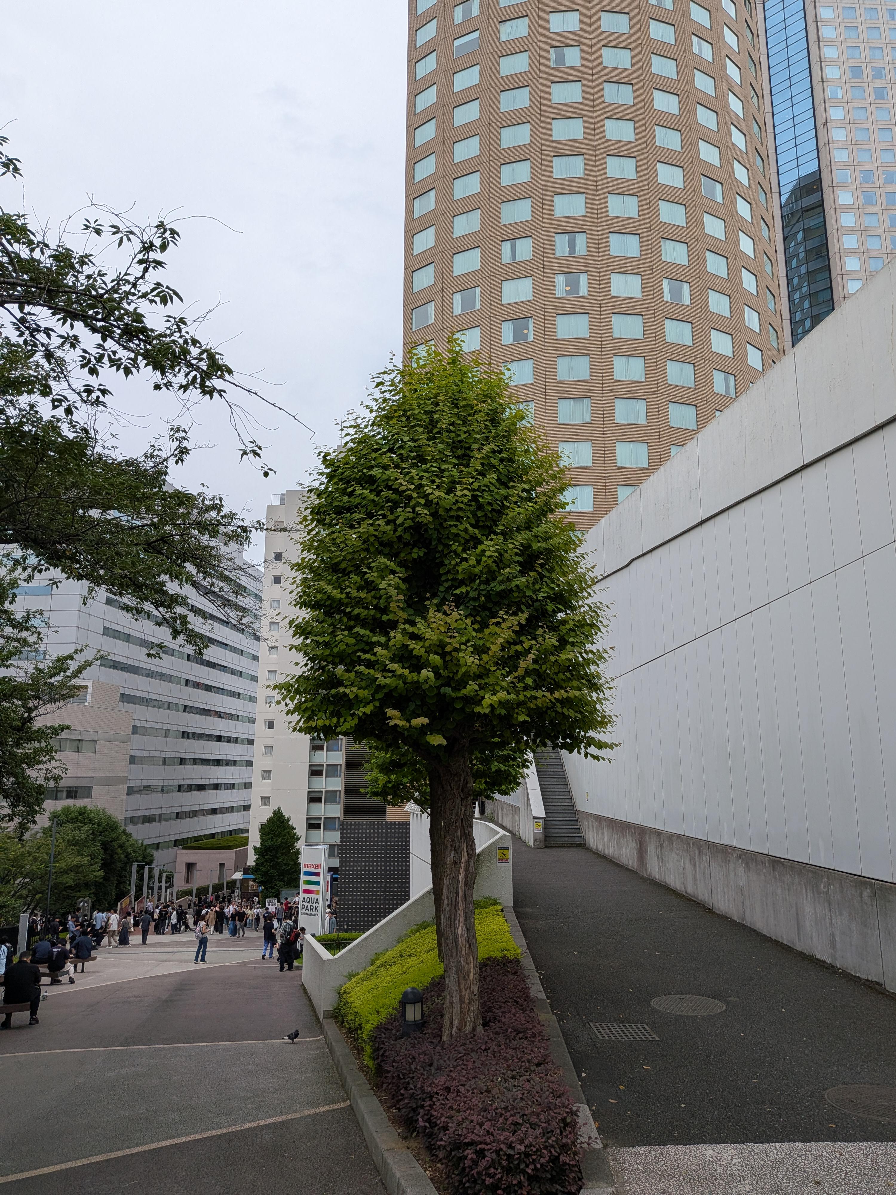 To Lower The 3D Engine's Rendering Load, This Tree Was Placed In Shinagawa, Tokyo