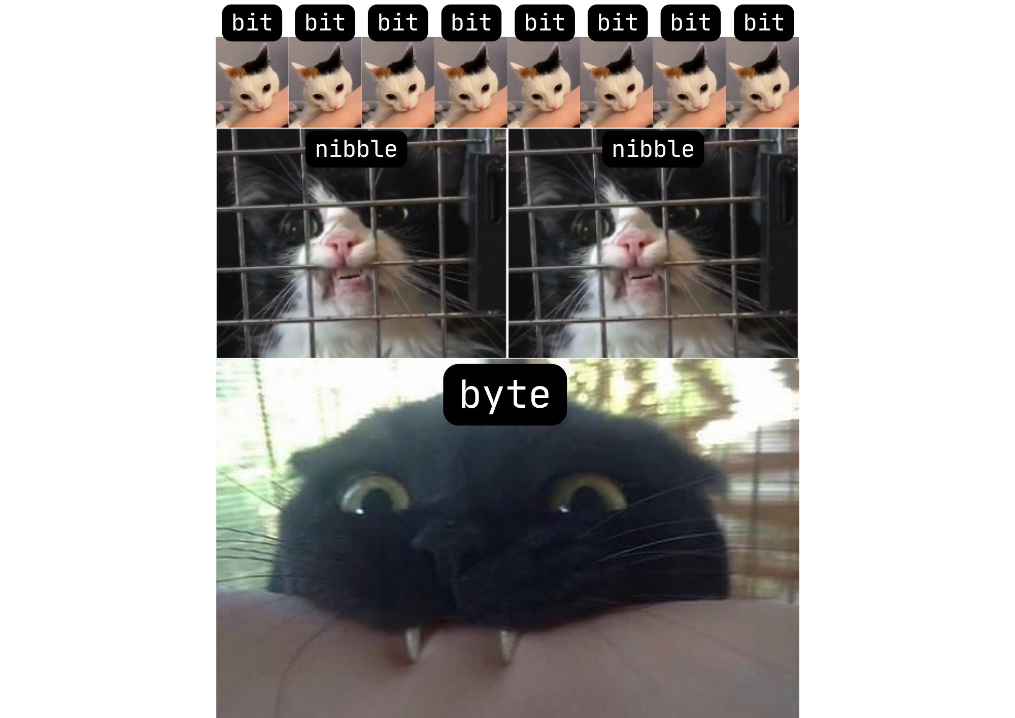 Cats Improve Everything