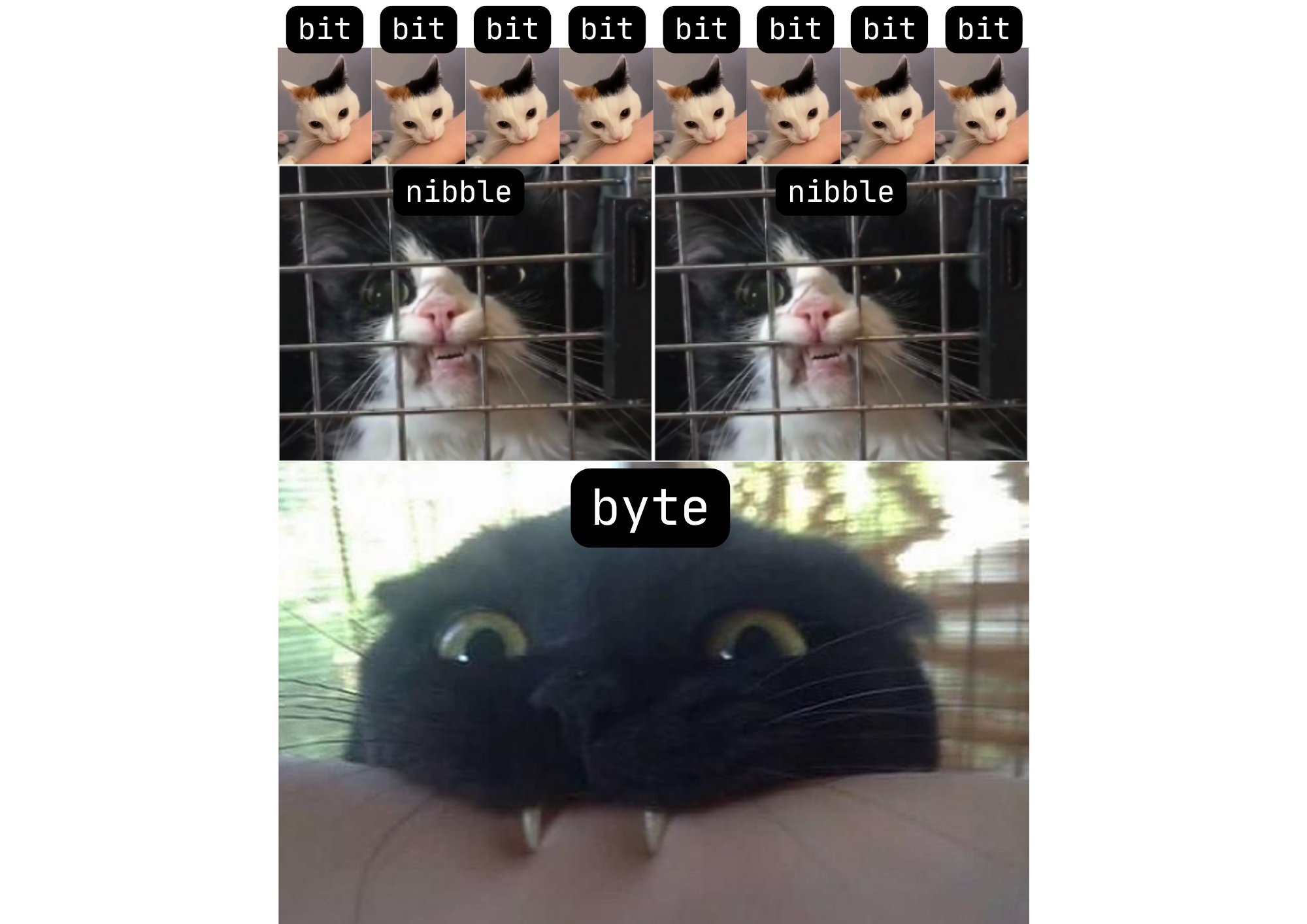 Bites & Bytes
