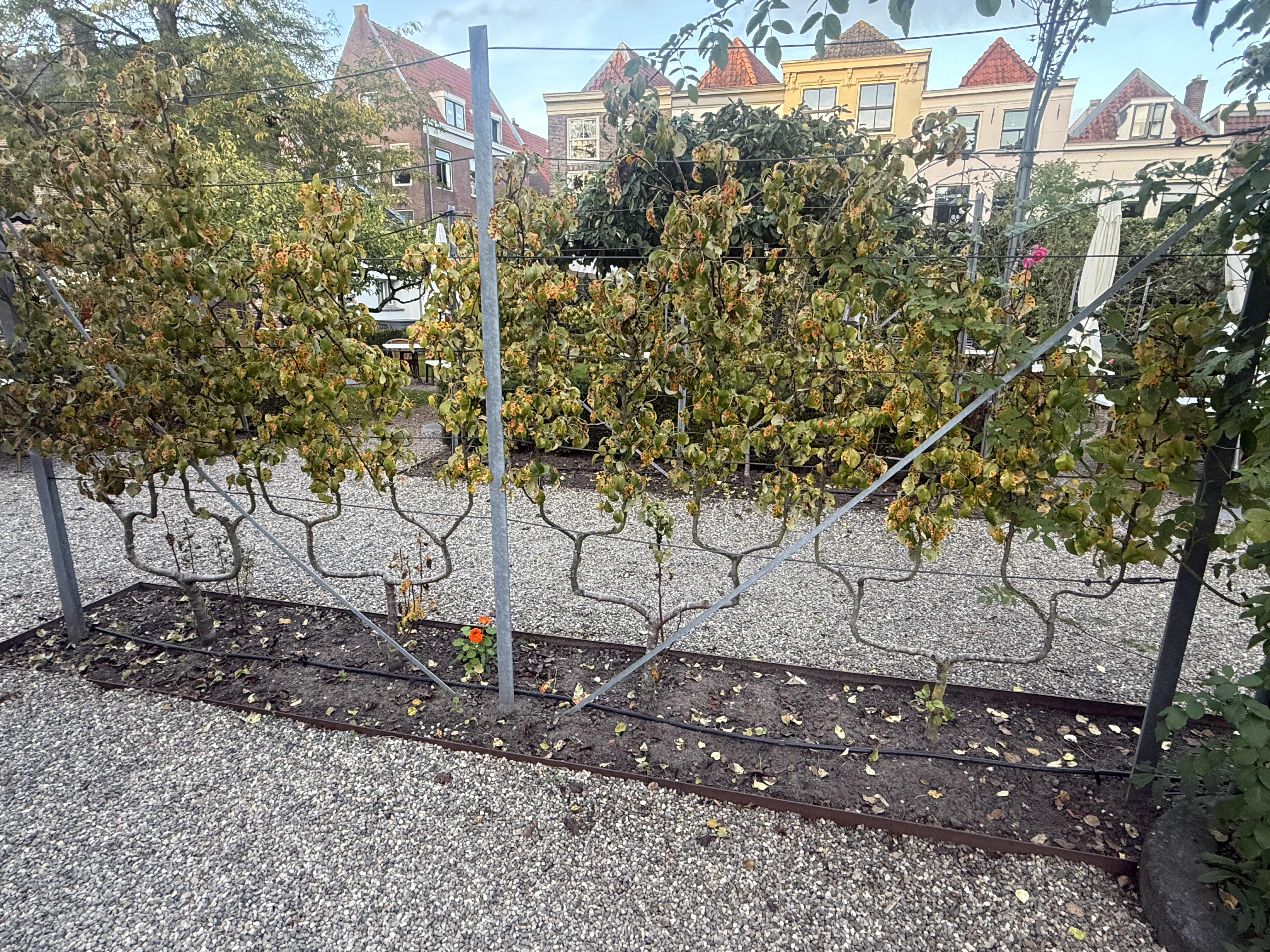 Decision Trees Before They're Harvested